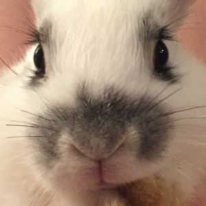 Meet your Posher, Bella